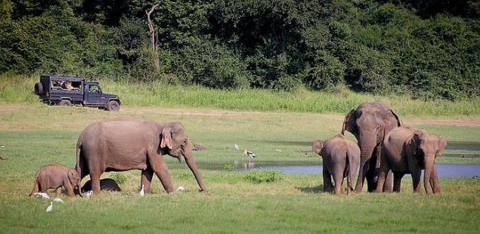 The Ultimate Guide to your Wildlife Tour in Sri Lanka